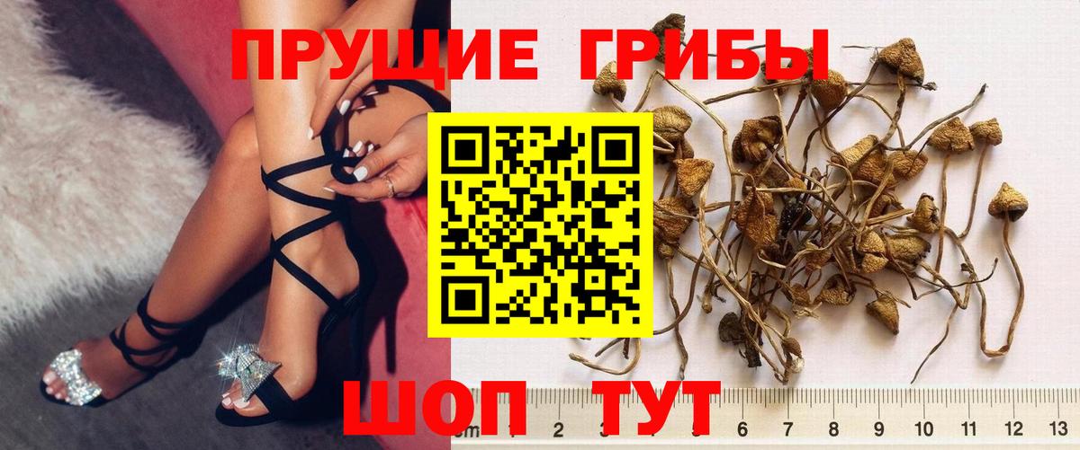 Псилоцибиновые грибы MAGIC MUSHROOMS  Вход с VPN  Мичуринск 